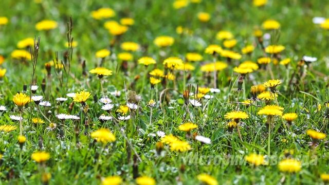 Многодетная мать, опаздывая на работу, помогла бабушке, то как она ее отблагодарила… смотреть онлайн