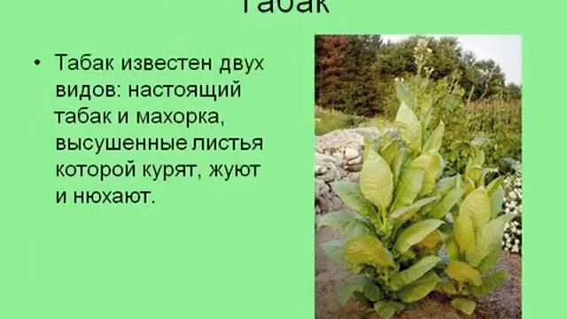 Интересные сведения о растениях.Пасленовые.AVI