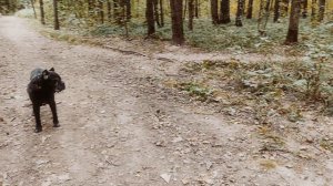 кане-корсо прогулка в лесу