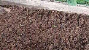 Спасают розу.