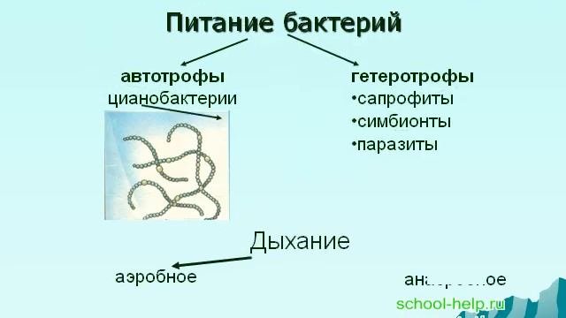 Презентация Бактерии