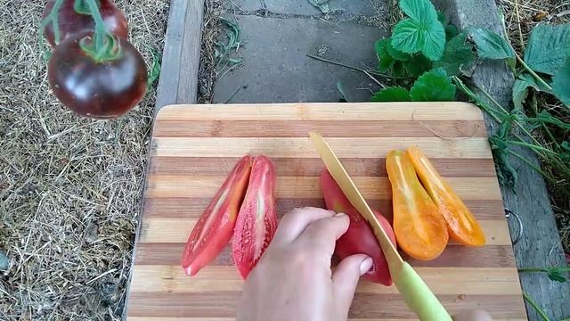 Сорта томатов- Мила и Сибирский хоттабыч . смотреть онлайн