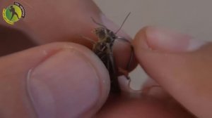 Как правильно насаживать кузнечика на крючок