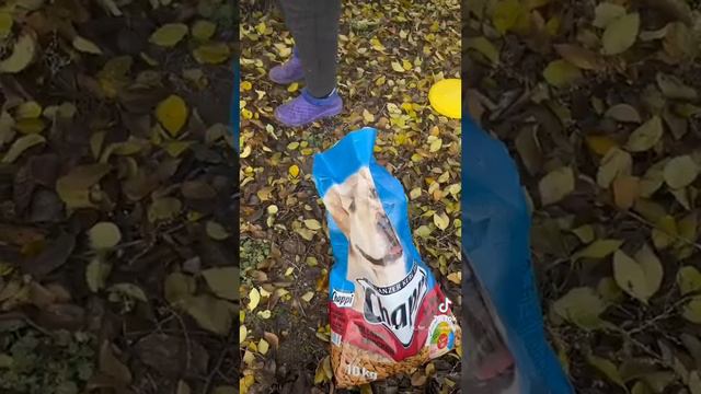 Спасение и помощь бездомным животным. Спасибо всем кто нас поддерживает.
