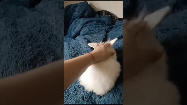 ЗНАКОМСТВА КРОЛИКА И КОШКИ#домашниеживотные#how