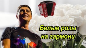 Белые розы на гармони