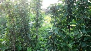 Колоновидные (кустовые) яблони / Мой опыт