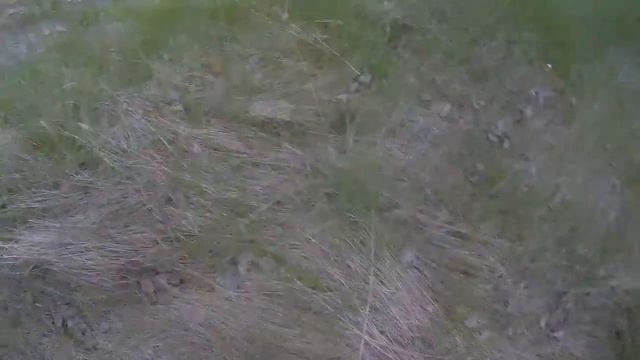 Спирея? Или что цветет на горах? смотреть онлайн