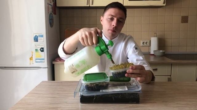 Микрозелень | выращивание Микрозелени | Все секреты в одном видео