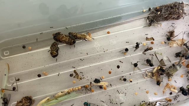 Соленопсис гемината кушают тараканов) Solenopsis geminata (огненный муравей) Ты горишь, как в агони смотреть онлайн