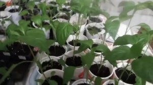 Зреет комнатный горький перец. Подкормка рассады для профилактики вершиной гнили.