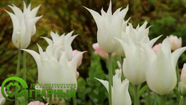 Брутальное но одновременно лёгкое импровизированное поздравление милых дам! смотреть онлайн