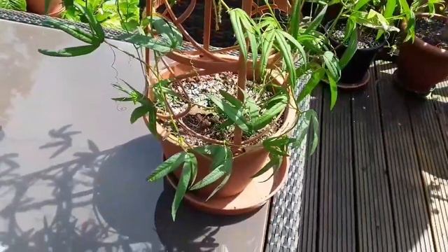 Passiflora Tarminiana, the Banana passionfruit growing UK смотреть онлайн