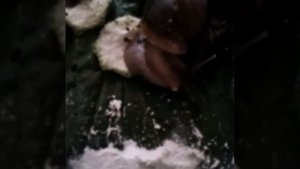 Самооплодотворение улитки Ахатина Фулика стандарт. Self-fertilization of the snail.