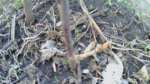 Как перезимовала колоновидная черешня сорт Хелена. Выращивание колоновидной черешни в Челябинске смотреть онлайн