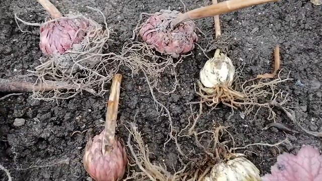 Лилии Мартагон и пион Кэрол мне в подарок сегодня 02.10.2022. Иду сажать. смотреть онлайн