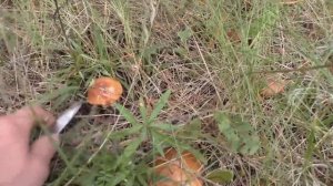 БАБУШКА ГЛАЗАСТАЯ ЛУЧШЕ ВСЕХ НАХОДИТ ГРИБЫ! В лес по грибы с бабушкой!