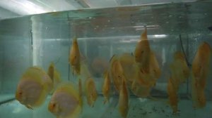 TOUR DISCUS FISH FARM MALAYSIA & SINGAPORE - PART 3