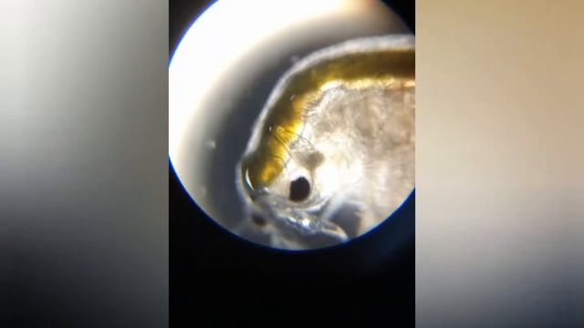 Как вырастить Артемию дома смотреть онлайн