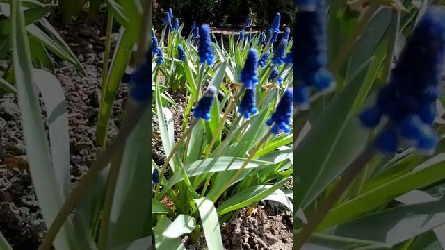 Grape Hyacinth Muscari Flowers