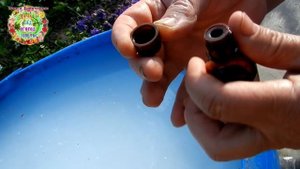 Как приготовить чудодейственный питательный раствор для клубники? Первая подкормка клубники