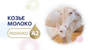 Козье молоко А2 для комфортного пищеварения.