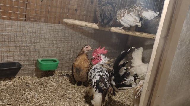 Ayam Serama Malaysia/ Малазийская серама смотреть онлайн