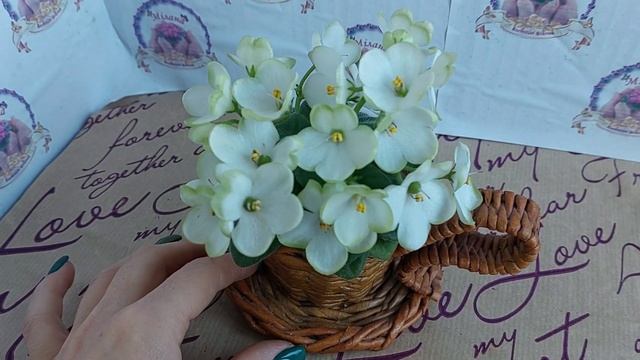 Огляд сорту Mac’s Misty Meadow смотреть онлайн