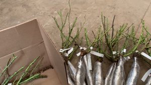 Посылка из питомника Кубань розы, саженцы не очень