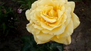 Роза желтая, роза чайная, аромата необычайного!
