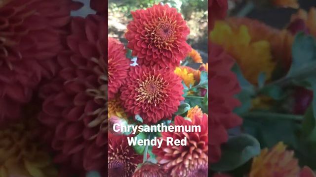 Chrysanthemum Wendy Red and Wendy bronze.Хризантема Венди ред и Венди бронз