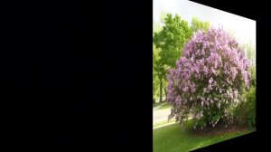 #Сирень Декоративные #кустарники59 Декоративные растения
