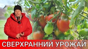 получить урожай помидор в мае? это реально! как можно всех обмануть