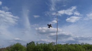 Сапсун ОТПУГИВАТЕЛЬ птиц ЩУРОК .aab.