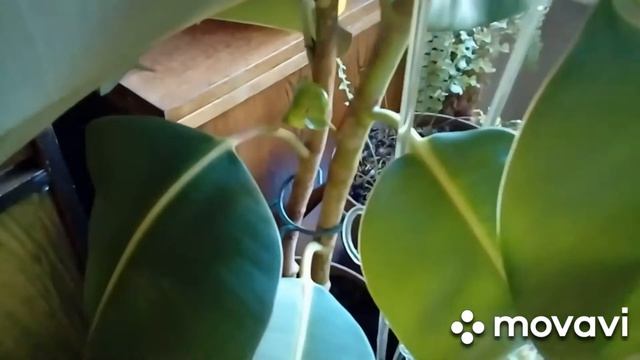 Фикус эластика каучуконосный Робуста и Фикус лировидный смотреть онлайн