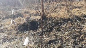 тернослива саженцы