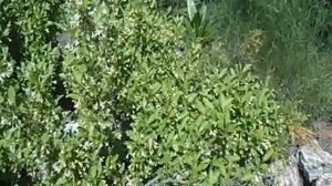 лох многоцветковый или гуми - плодовый кустарник, который красив