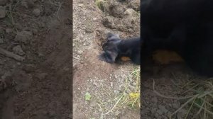 Такса поймала крысу.
