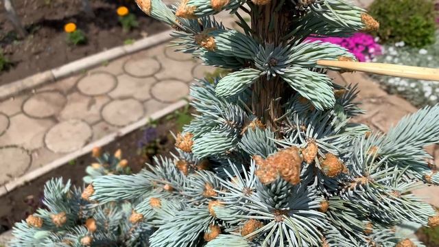 Как формировать  голубую ель. Ель Хупси.