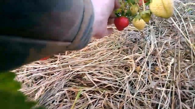 Обзор ранней клубники сорт: "Вайбрант" и "Хоней" 2 июня 2017г. Беларусь, Гродненский район. смотреть онлайн
