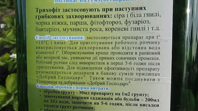 Как защитить ягоду клубники от болезней во время плодоношения
