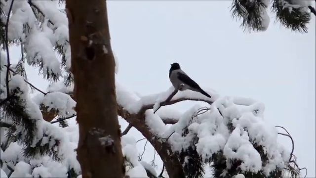 Снежная, нежная сказка зимы смотреть онлайн