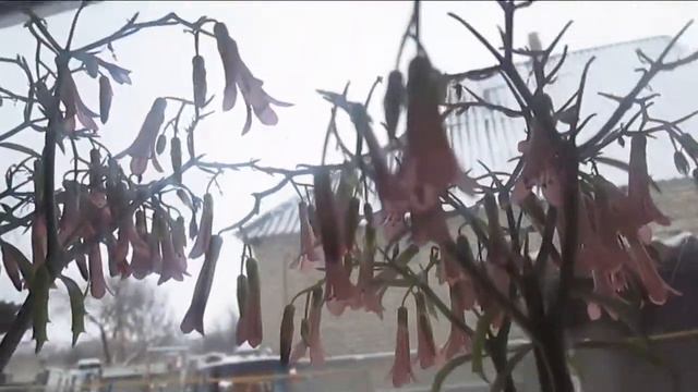 каланхоэ добрый знак смотреть онлайн