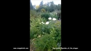 Прямой эфир из Сада Дракона 10 июня 2018