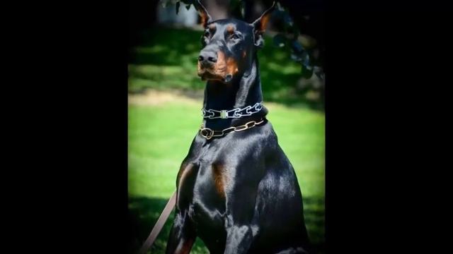 Doberman Pinscher смотреть онлайн