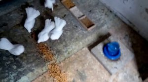 Мои крюковские голуби,обзор хозяйства )