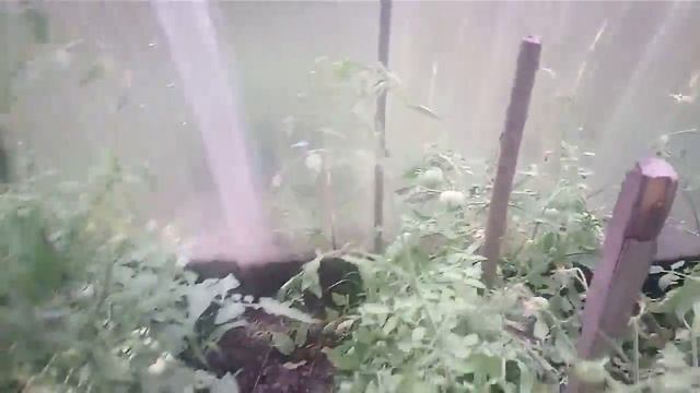 Помидоры и огурцы вместе, выращивание помидор, выращивание огурцов в теплице. смотреть онлайн