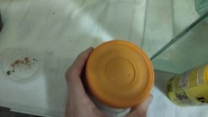 Как и чем правильно кормить аквариумных рыбок. Чем, сколько и как часто.