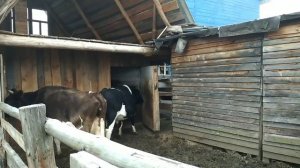 Как перегнать одичавших бычков с пастбища в хлева или ловим бычка на живца