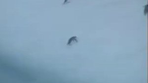 Пингвины забираются на айсберг.